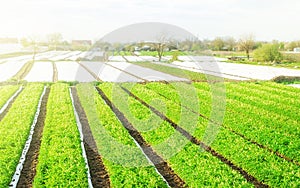 Green farm potato fields on an sunny morning day. Growing vegetables food. Agriculture agribusiness. Organic farming in Europe.