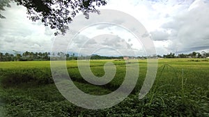 Green farmfield under the blue sky