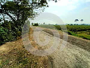 Green farming land and other green trees around village roads and roads in the state of West Bengal, India