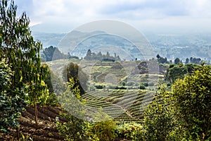 Green farmland fields landscape in Virunga volcano national park