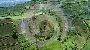 Green farmland with terraced system