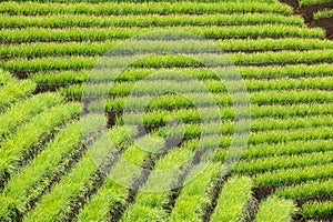Green farmland with terraced system in Bali