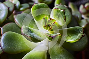 Green fat plant macro