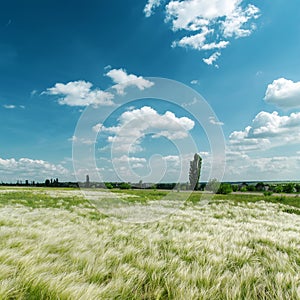 Green feather-grass and blue sky