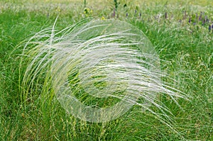 Green feather grass, mat grass