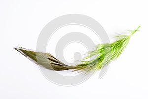 Green feather macro