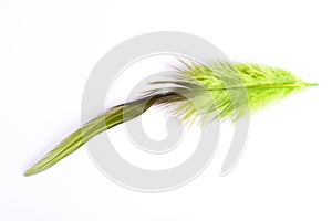 Green feather macro