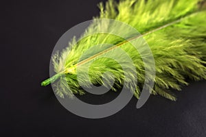 Green feather macro