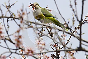 Green-feathered parrot on the branch of an almond tree