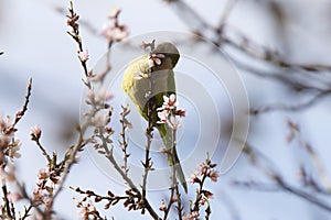 Green-feathered parrot perched on the branch of a flowering almond tree