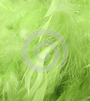 Green feathers