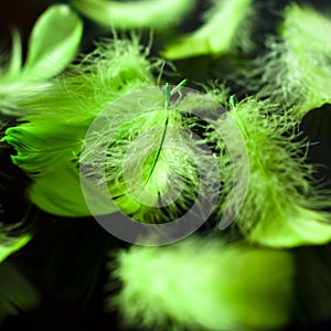Green feathers