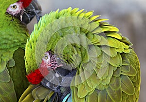 Green Feathers Military Macaws
