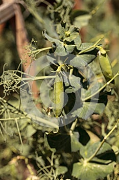 Green feisty peas called Pisum sativum photo