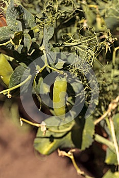 Green feisty peas called Pisum sativum photo