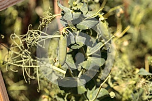Green feisty peas called Pisum sativum photo