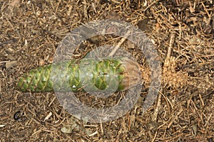 Green female cone of Norway spruce at Belding Preserve in Connecticut.