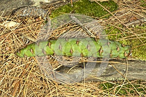 Green female cone of white pine at Belding Preserve in Connecticut.