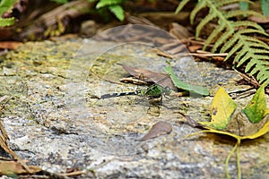 A green female Eastern Pondhawk Dragonfly