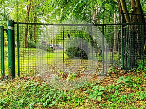 Green fence barricading a part of the forest