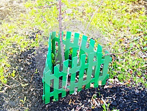 Green fence encloses and protects a young tree, sapling