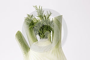 Green Fennel Detail - foreground vegetables