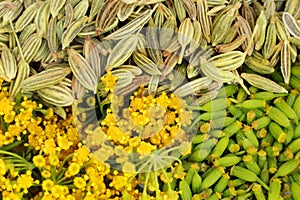 Green fennel seeds with flower