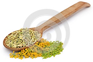 Green fennel seeds with flower