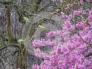 Green Feral parakeets near ping purple blossoms in Great Britain, Hyde Park,  London, UK.