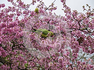 Green Feral parakeets parrot near pin purple blossoms in Great Britain, Hyde Park, London, UK.