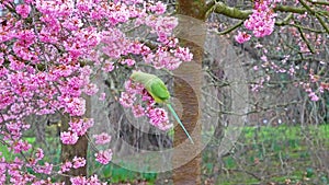 Green Feral parakeets parrot near pink purple blossoms in Great Britain, Hyde Park,  London, UK.