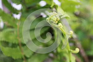 Green fern