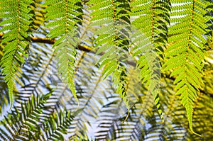 Green Fern