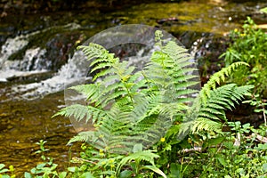 Green fern