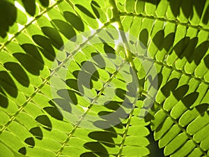 Green Fern