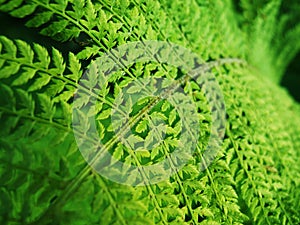 Green Fern