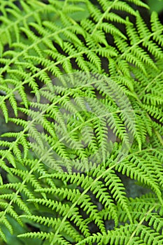 Green Fern