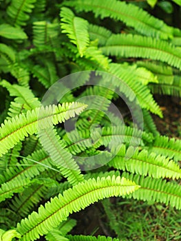 Green fern