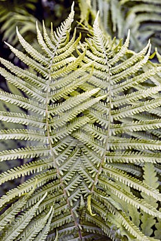 Green fern