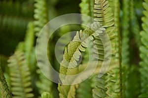 Green fern