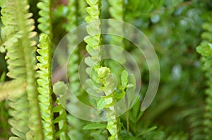 Green fern