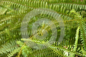 Green fern