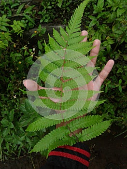 Green fern in above of my hand | Daun Pakis Hijau Diatas tangan saya