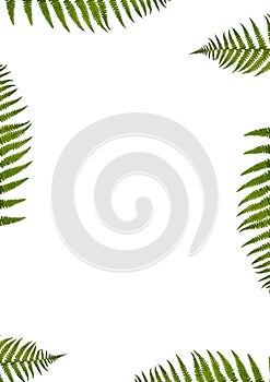 Green Fern Abstract