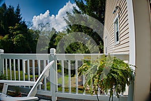 Green fern on back porch at family home