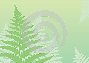 Green fern background