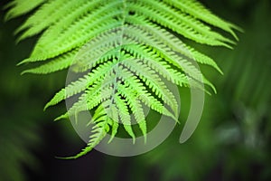 Green fern background