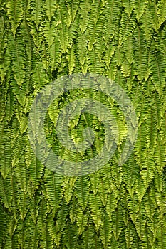 Green Fern Background