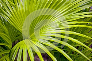 Green fern background