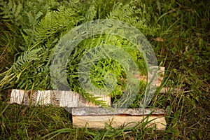 Green fern and birch logs in grass